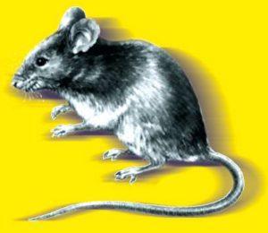 Harmaa hiiri keltaisella taustalla