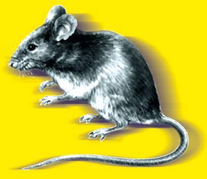Miten hävitän hiiren-/rotanloukkuun jääneen raadon?